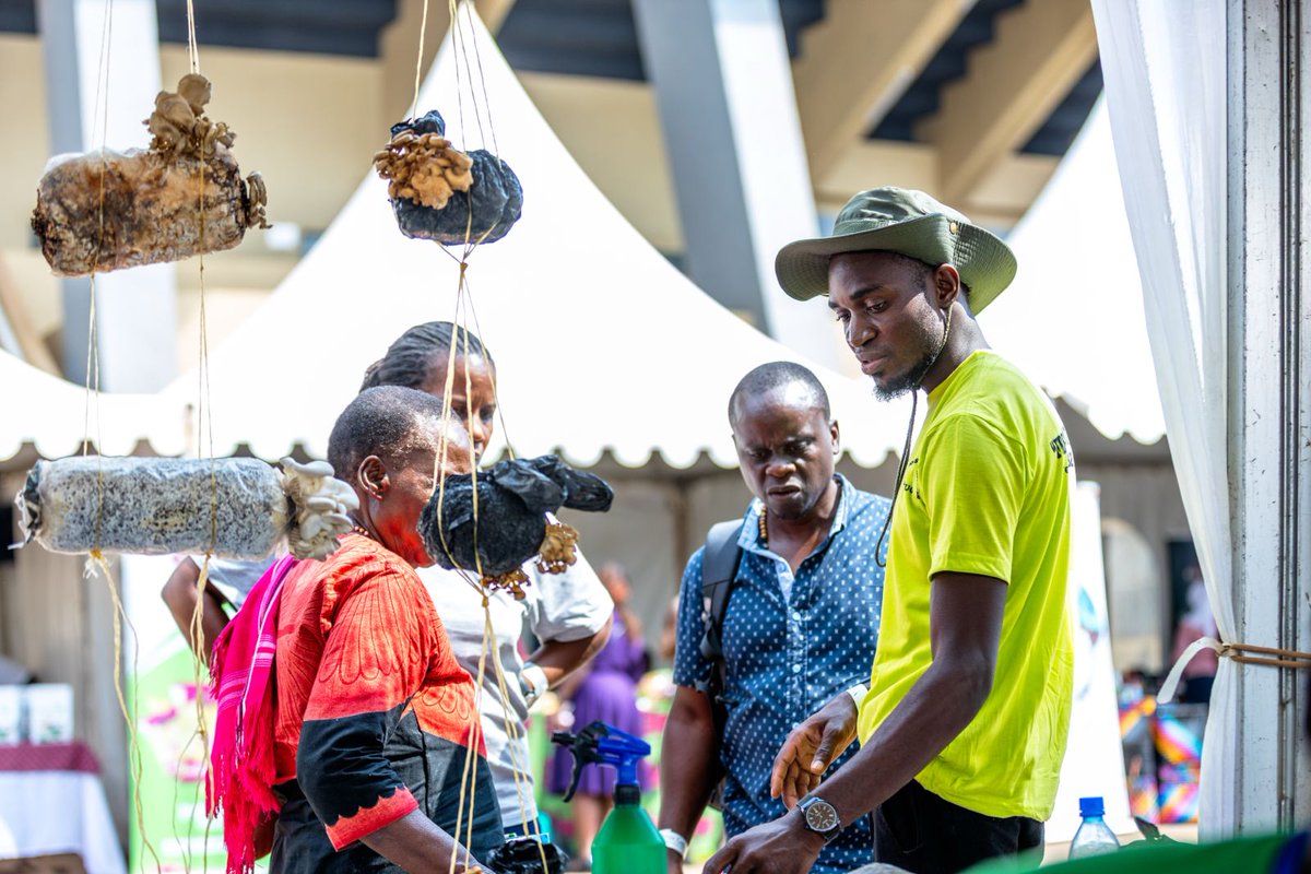AVSI Foundation Uganda (@avsiuganda) on Twitter photo Connecting with fellow mushroom π growers & selling 80% of my products at the #HarvestMoneyExpo2025 with @theSAYproject support has fueled possibilities of a bigger market - @kennethKent <a href="/FondazioneAVSI/">Fondazione AVSI</a> <a href="/NLinUganda/">Embassy of the Netherlands in Uganda</a> <a href="/newvisionwire/">The New Vision</a> <a href="/nyamadon/">Don Wanyama</a> #YouthAtHeart <a href="/jurriaanm/">Jurriaan Middelhoff</a> <a href="/MAAIF_Uganda/">MAAIF πΊπ¬</a> Connecting with fellow mushroom π growers & selling 80% of my products at the #HarvestMoneyExpo2025 with @theSAYproject support has fueled possibilities of a bigger market - @kennethKent <a href="/FondazioneAVSI/">Fondazione AVSI</a> <a href="/NLinUganda/">Embassy of the Netherlands in Uganda</a> <a href="/newvisionwire/">The New Vision</a> <a href="/nyamadon/">Don Wanyama</a> #YouthAtHeart <a href="/jurriaanm/">Jurriaan Middelhoff</a> <a href="/MAAIF_Uganda/">MAAIF πΊπ¬</a>