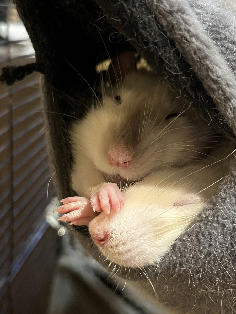 veta``🫧 tweet media