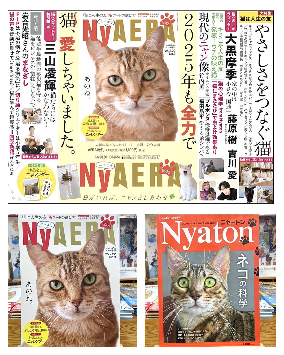 絶賛発売中♪ 2025猫の日増刊『NyAERA ニャエラ』 猫愛をぎゅうぎゅう