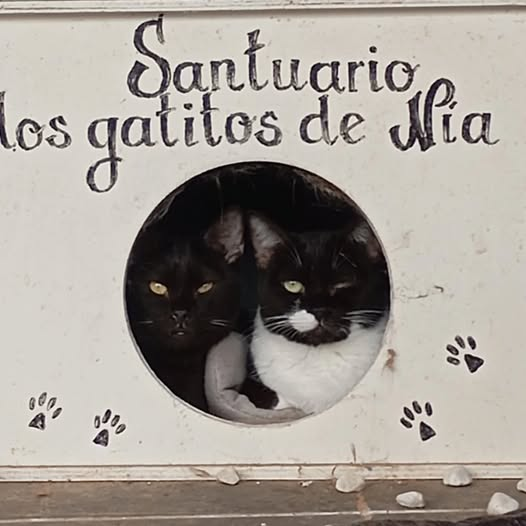 BUENOS DÍAS, MOKA.
BUENOS DÍAS, FUFÚ.

Inseparables desde bebés, hoy nos regalan esta bella estampa para empezar la semana en positivo.
Moka positiva a leucemia, Fufú doble positivo, ambos sacados del Zoosanitario en 2022 y con muy pocos días de diferencia.
¡¡FELIZ LUNES!!