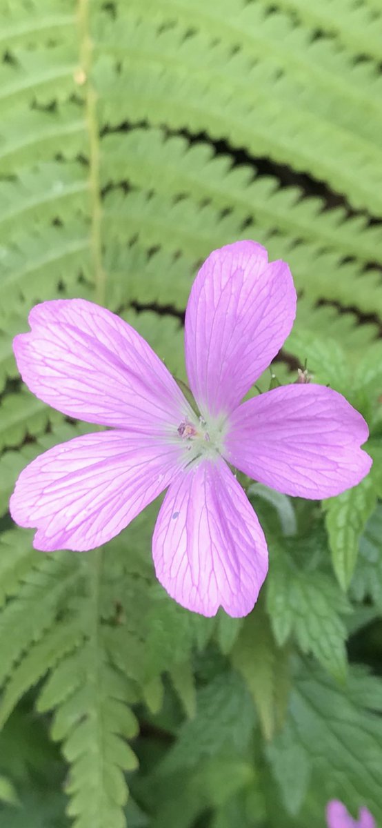 Andy6hutch's tweet image. Morning🌸…. Happy Monday 😊…. Have a good one…. #MagentaMonday  #Geraniums #HutchGarden 🥀 #GardeningX #LetsGetGardening2025 🧑‍🌾🪴#MondayMotivation