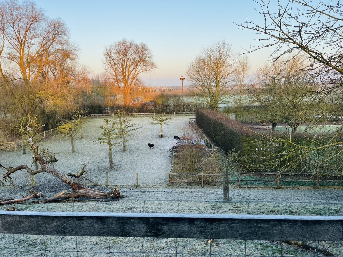 SjorsFrohlich's tweet photo. Waar je ook kijkt, op de Diefdijk is het aan alle kanten prachtig vanmorgen.
#diefdijk https://t.co/VlcdxlbNSH