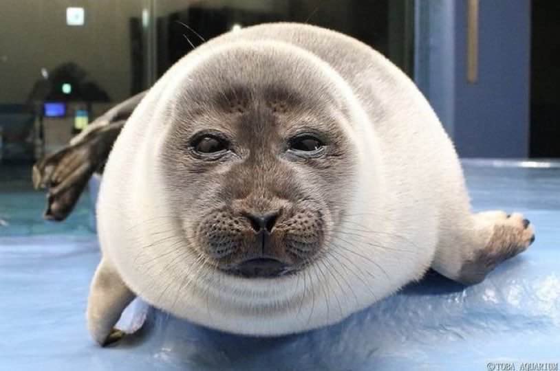 shitball 🦭 tweet media