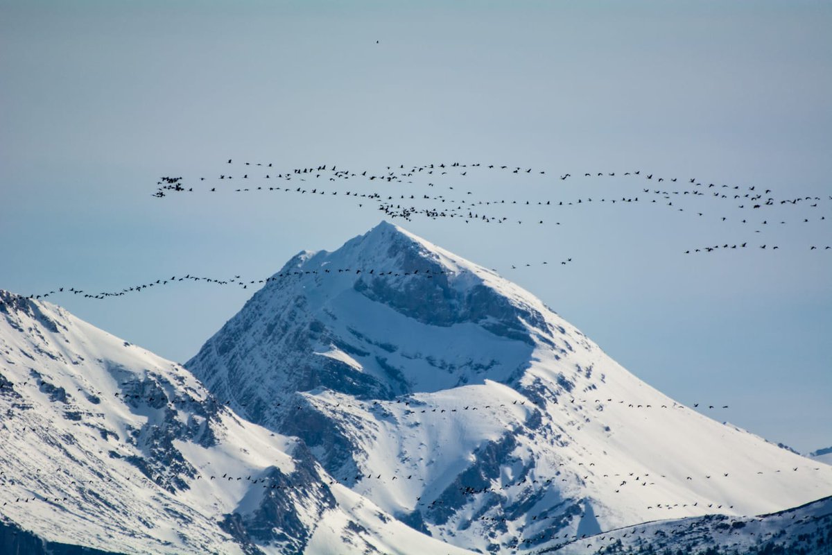 Innumerables grupos de grullas, un río continuo de ellas, cruza estos días los nevados Pirineos de Salazar y de Roncal en su viaje al norte, a sus cuarteles de cría.  

¡Hasta el otoño!

📸de Mikel Jauregi, del sábado desde Bidankoze/Vidángoz, en el Valle de Roncal/Errokari Ibaxa