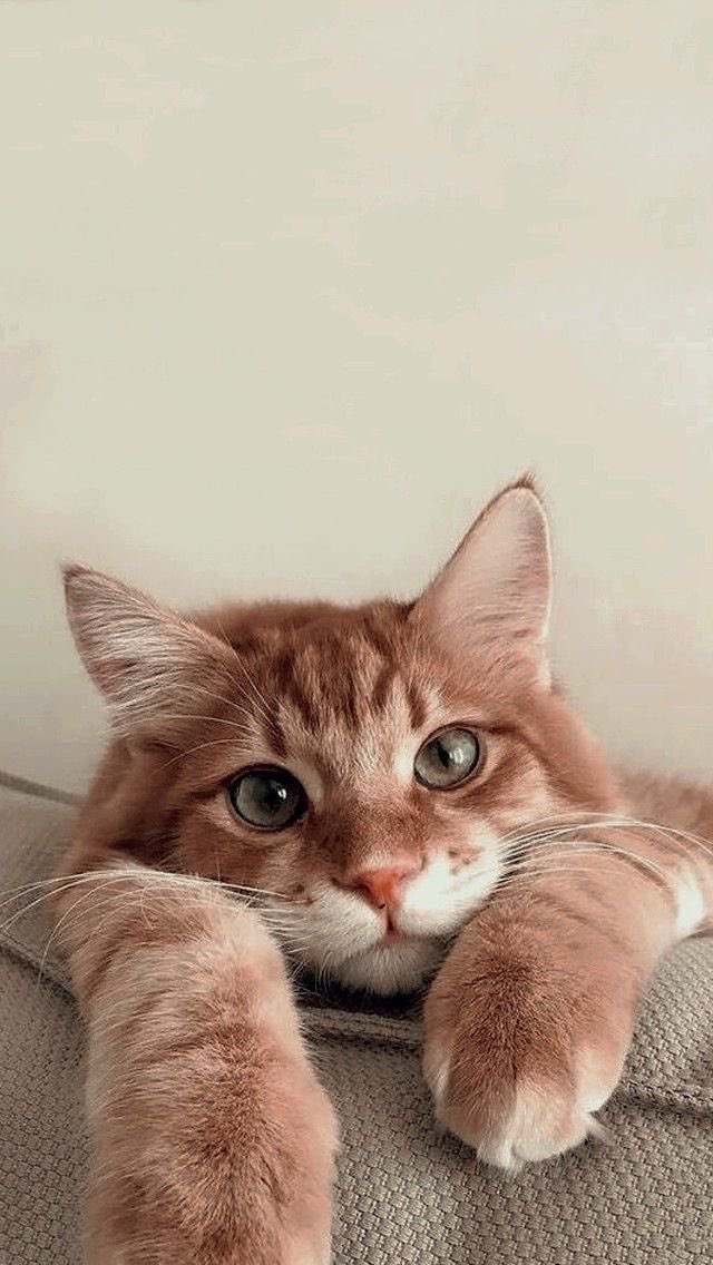 17 şubat. 
Bugün Dünya Kediler Günü🤍 
Herkes bu gönderi altına kedi fotoğrafı atsın da günümüz güzelleşsin🤍