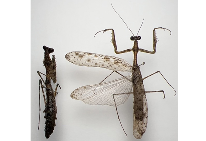 Zootaxa's tweet image. Description and Genetic Barcode of Arria stanleyi sp. nov. (#Mantodea: Haaniidae), a new moss-mimicking mantis species from #Vietnam 
mapress.com/zt/article/vie… 
#Taxonomy