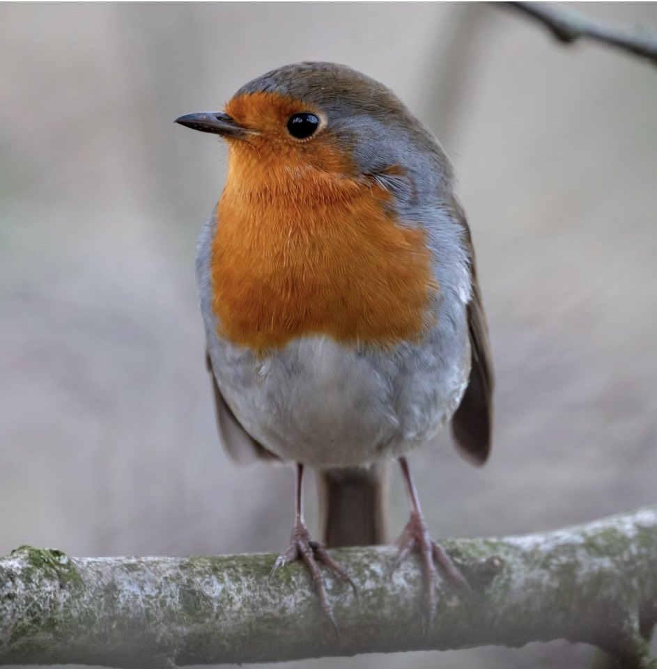 Debbie Chatting tweet media