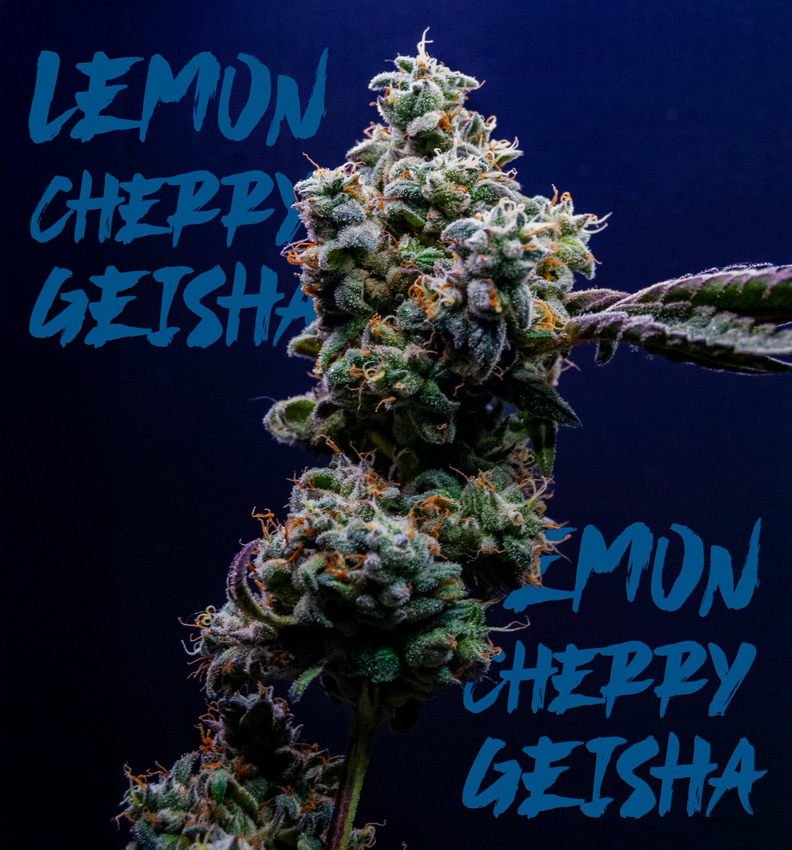Lemon Cherry Geisha
One of my hardest stacking creations to date.