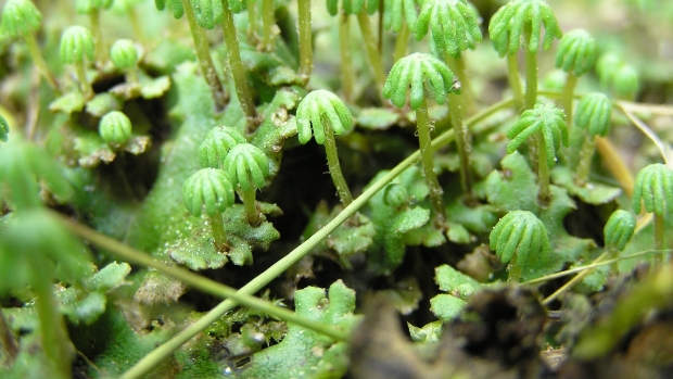 Lezing verzorgen van mossen bij Groei en Bloei -  doetinchemsvizier.nl/l/509763
