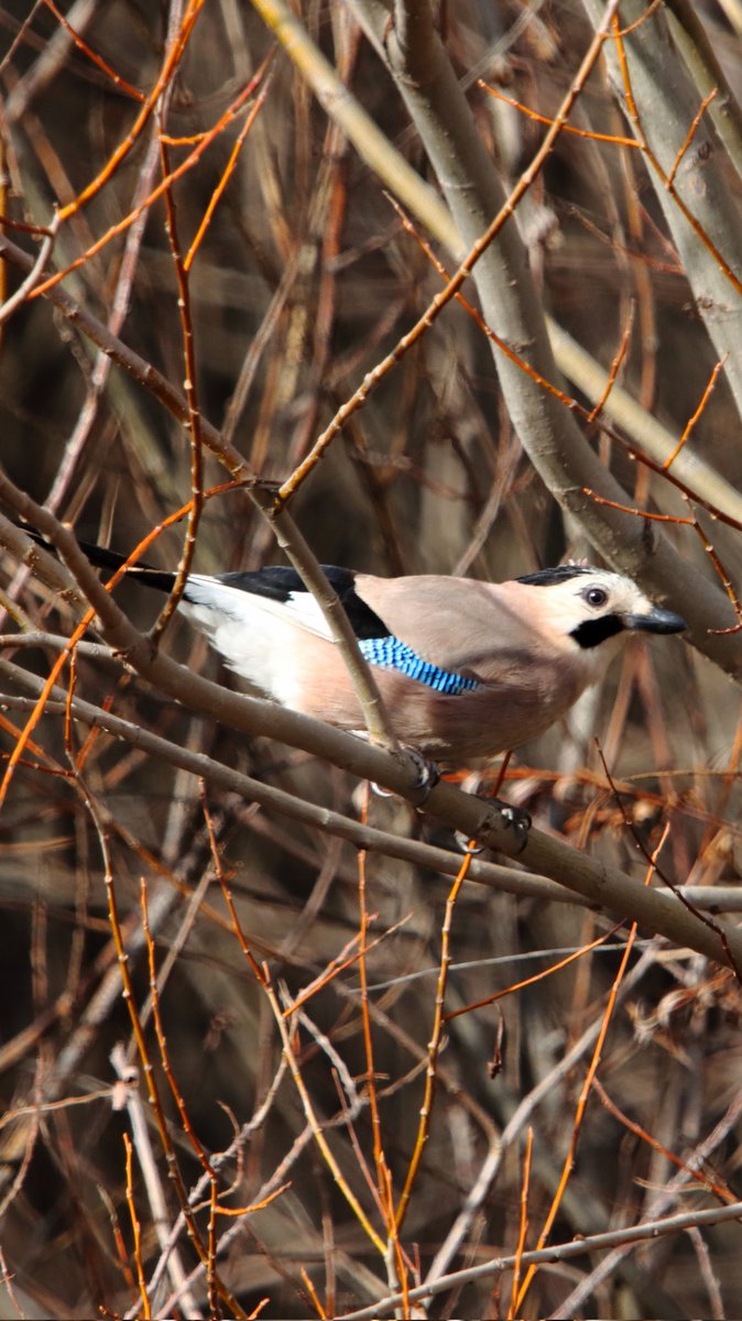Ormanın Çığırtkanı Alakarga
#hangitür #wildlifephotography #wildlife #birdsphotographer #NaturePhotography #canon90d #150600mm #birds