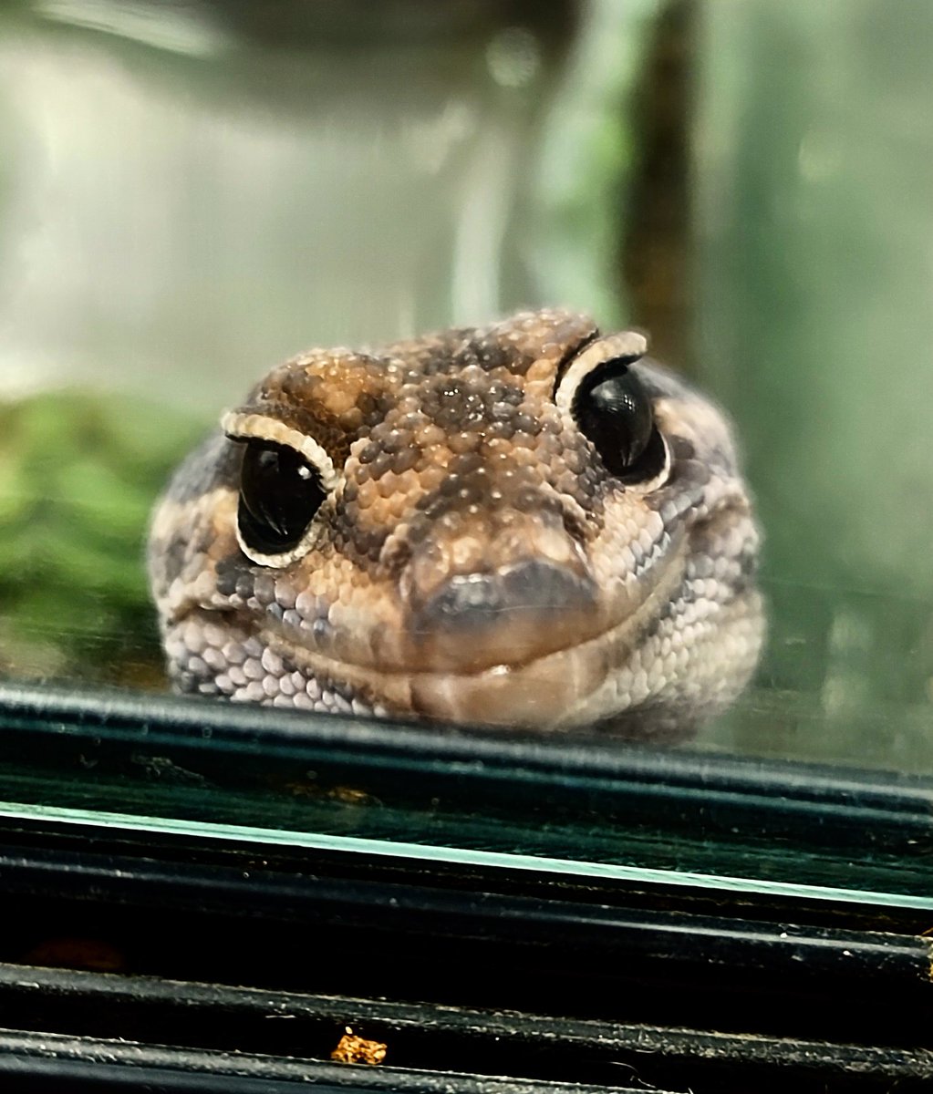 分かったよ 🦗今あげるから待っててくれ😅