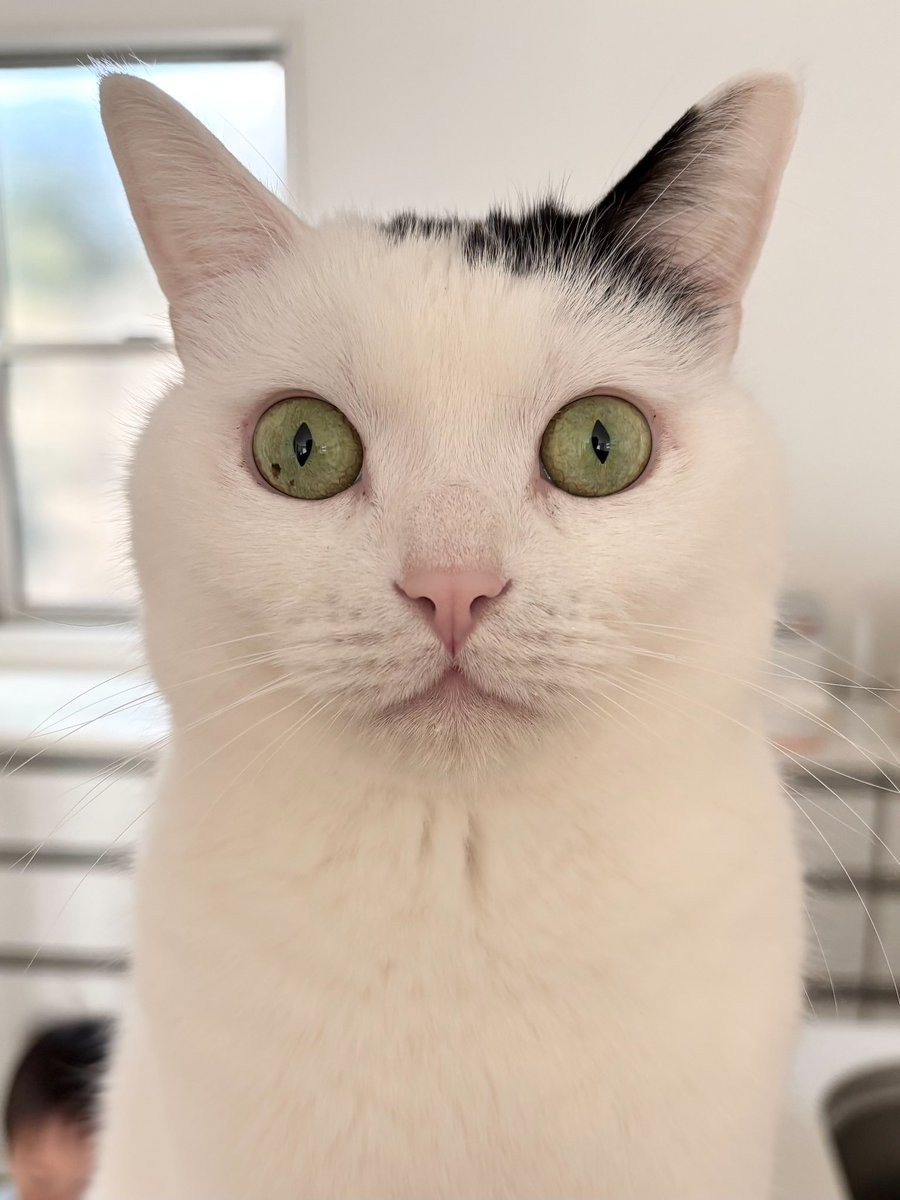 証明写真。緊張してる？