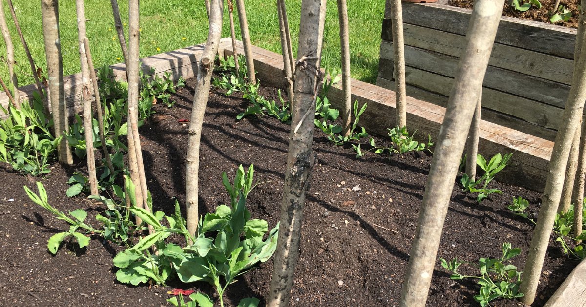 Struggling with clay soil? It’s heavy, slow-draining, and hard to work with. Improve soil structure, drainage, and root health with Envar’s 100% peat-free compost soil improver.

Shop now: ow.ly/5nuN50V161w

#Gardening #SoilImprovement #Envar