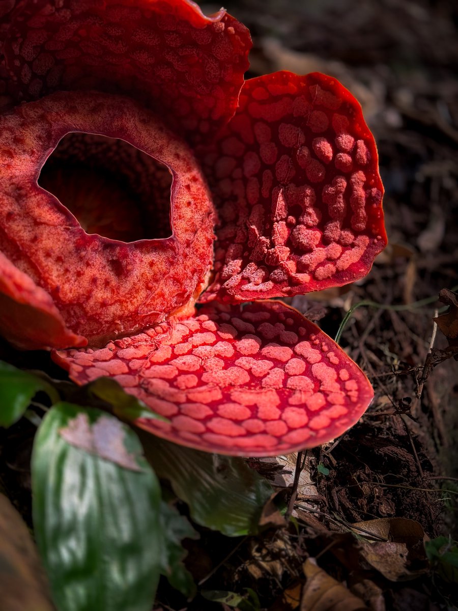 aazmeeriskndr's tweet photo. Jumpa Rafflesia dekat Terengganu.

Tap, hold and load in 4k.
#ShotOniPhone https://t.co/ynmhGvfbgq