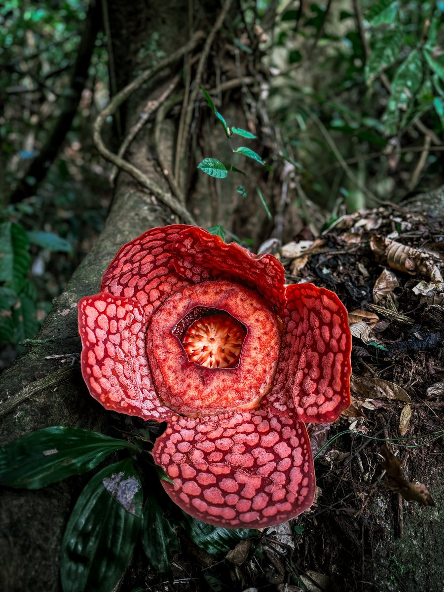 aazmeeriskndr's tweet photo. Jumpa Rafflesia dekat Terengganu.

Tap, hold and load in 4k.
#ShotOniPhone https://t.co/ynmhGvfbgq