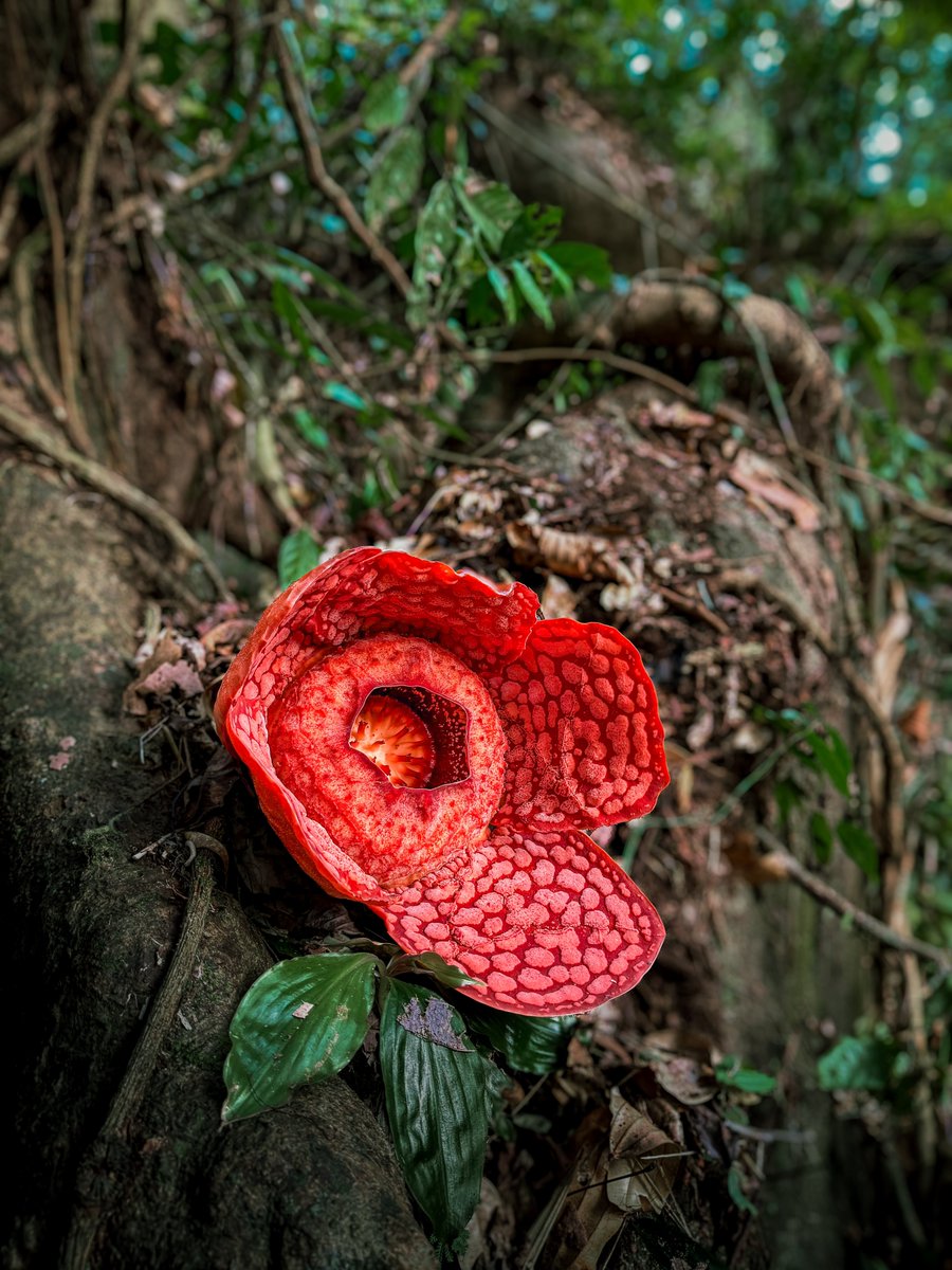 aazmeeriskndr's tweet photo. Jumpa Rafflesia dekat Terengganu.

Tap, hold and load in 4k.
#ShotOniPhone https://t.co/ynmhGvfbgq