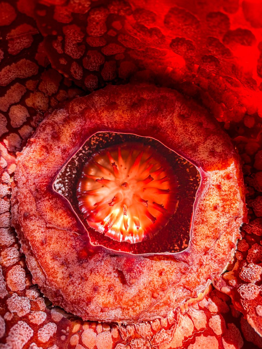 aazmeeriskndr's tweet photo. Jumpa Rafflesia dekat Terengganu.

Tap, hold and load in 4k.
#ShotOniPhone https://t.co/ynmhGvfbgq