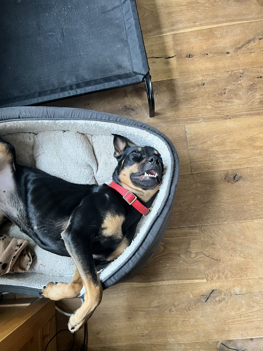Tom Sherwood (@tomosofsherwood) on Twitter photo Story came up of the background to our pup Lyra (nee Jaida) when her mum, Jinx was surrendered to the centre. Wanted to let <a href="/HopeRescue/">Hope Rescue</a> know how Lyra’s getting on. Our wonderfully bonkers girl is thriving and cant imagine life without her now. Story came up of the background to our pup Lyra (nee Jaida) when her mum, Jinx was surrendered to the centre. Wanted to let <a href="/HopeRescue/">Hope Rescue</a> know how Lyra’s getting on. Our wonderfully bonkers girl is thriving and cant imagine life without her now.