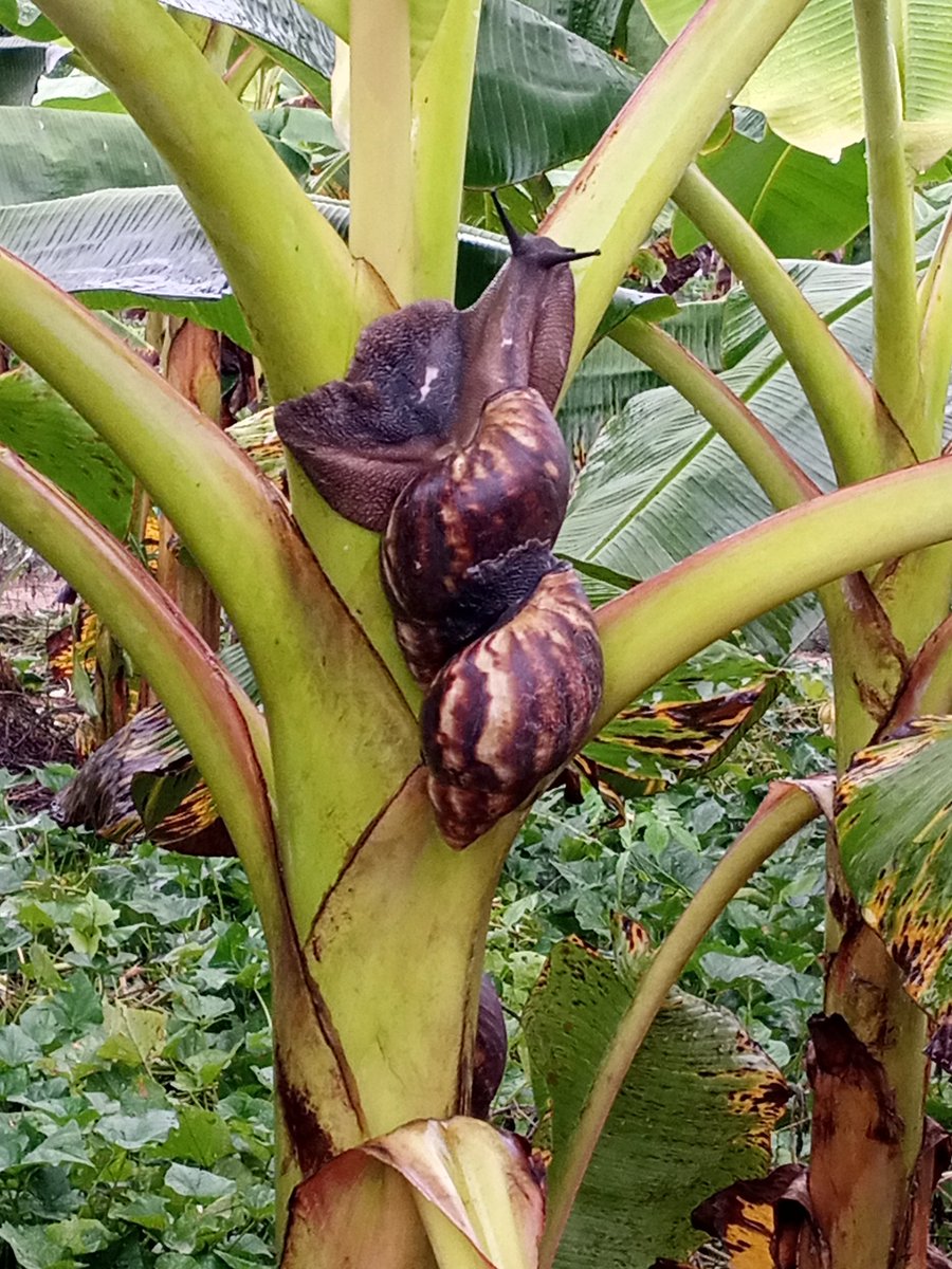 honorableEAZY's tweet photo. I want to raise as many snail farmers as possible for FREE. The goal is for them to be skillful enough to run a successful snail business or manage massive investments that will produce huge snail volumes monthly.

Should we do a virtual class or a physical training on the farm?

Follow me, share and comment interested. I'll select people at random for our first class.