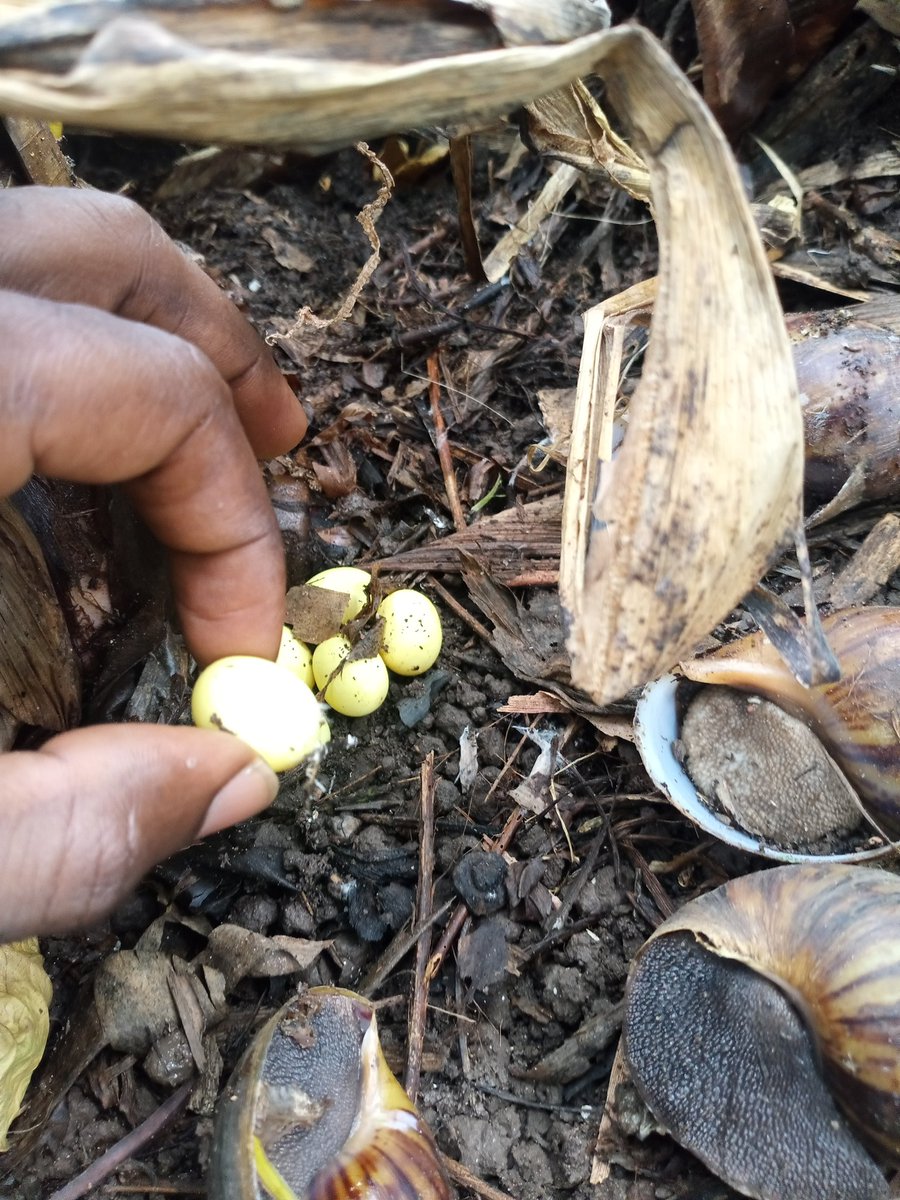 honorableEAZY's tweet photo. I want to raise as many snail farmers as possible for FREE. The goal is for them to be skillful enough to run a successful snail business or manage massive investments that will produce huge snail volumes monthly.

Should we do a virtual class or a physical training on the farm?

Follow me, share and comment interested. I'll select people at random for our first class.