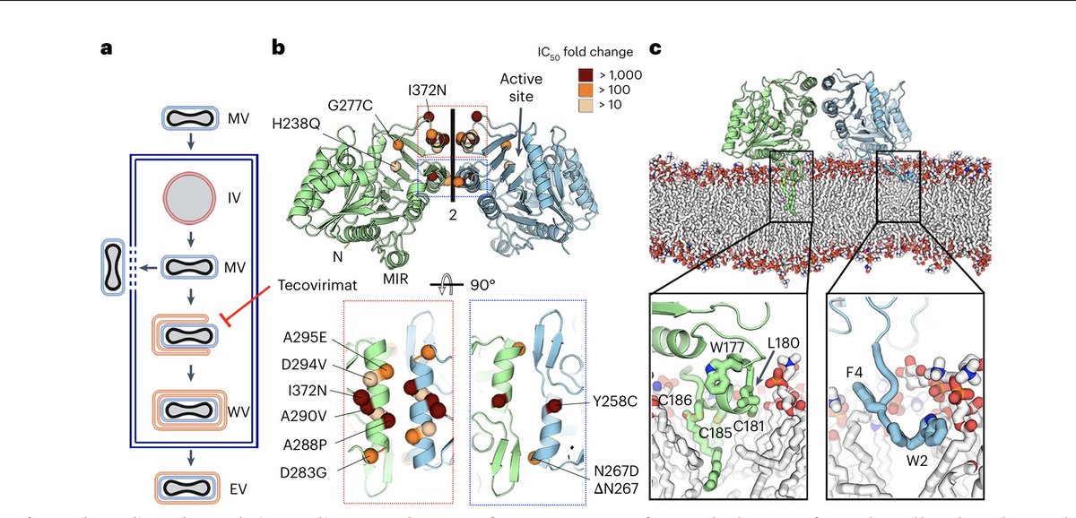 Congratulations to Pablo Guardado-Calvo's team at the Pasteur Institute in Paris for their publication in Nature Microbiology on tecovirimat antiviral activity and poxvirus resistance (Vernuccio et al., doi.org/10.1038/s41564…)! Nice one!👍👍👍
