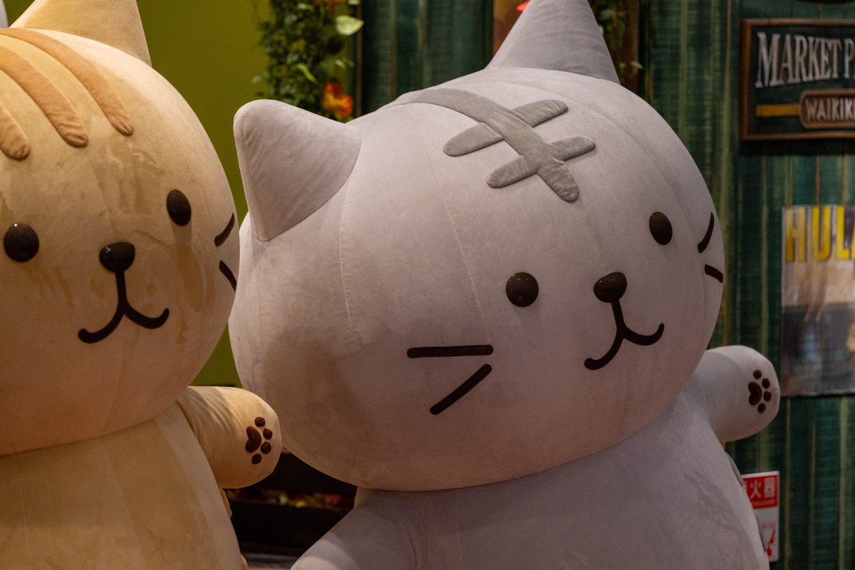 2/15 #横浜ワールドポーターズ の #ふくふくにゃんこ ８匹全員集合とても楽しかったです。ありがとうございました(*•̀ᴗ•́*)و ̑̑
#ふくふくにゃんこ集会