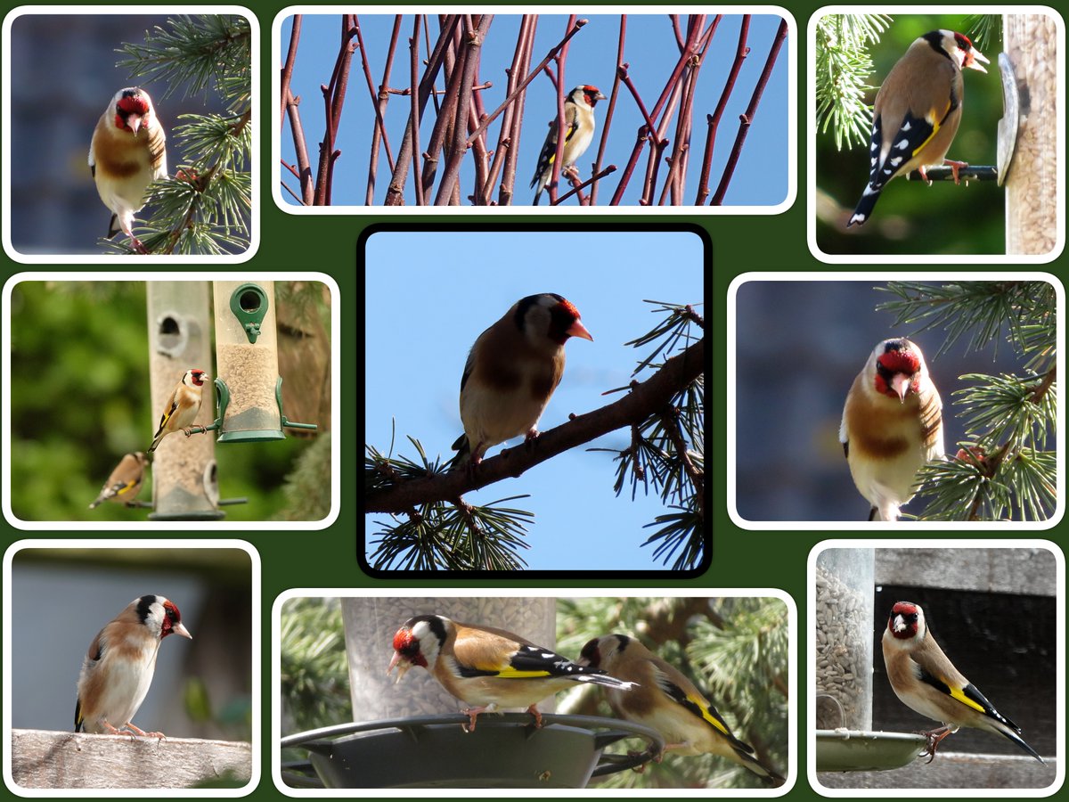 dolly35161448's tweet image. #februarivogelmaand #putter @wilma_meijerink