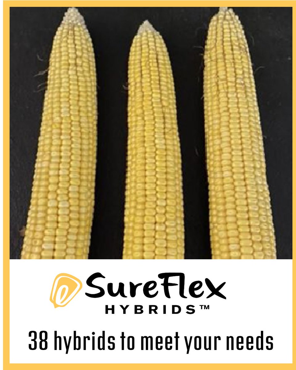SureFlex Hybrids tweet media