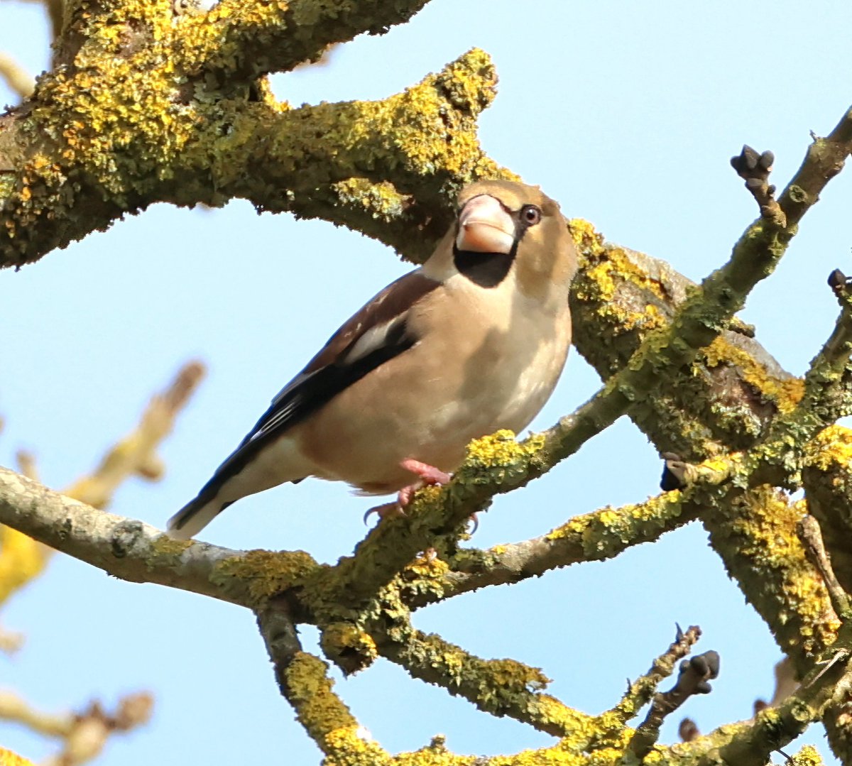 Bramfield churchyard on Fri 14th Feb.  Hawfinches were quite elusive but occasionally obliging.  Nice to bump into familiar faces braving the cold.