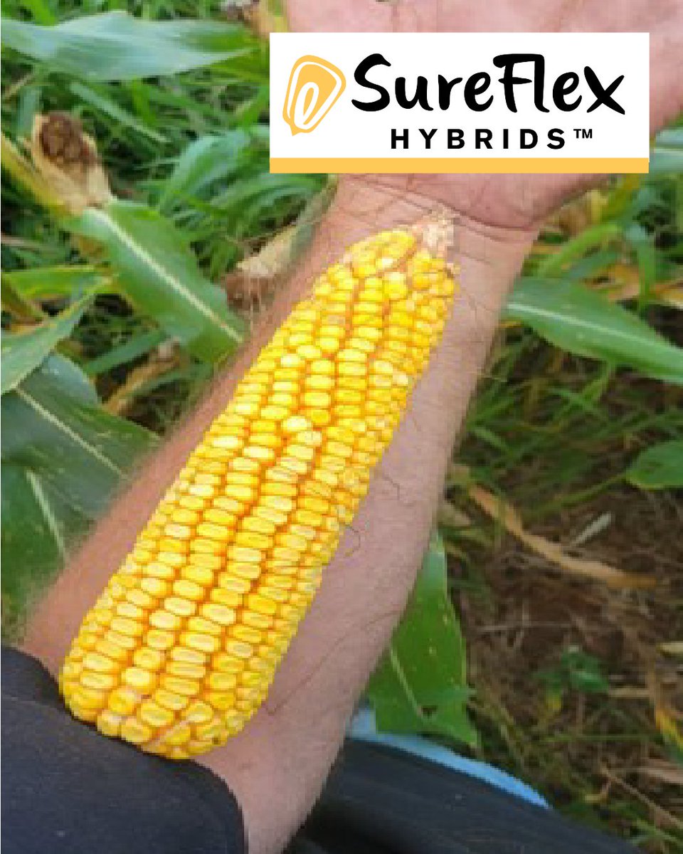 SureFlex Hybrids tweet media