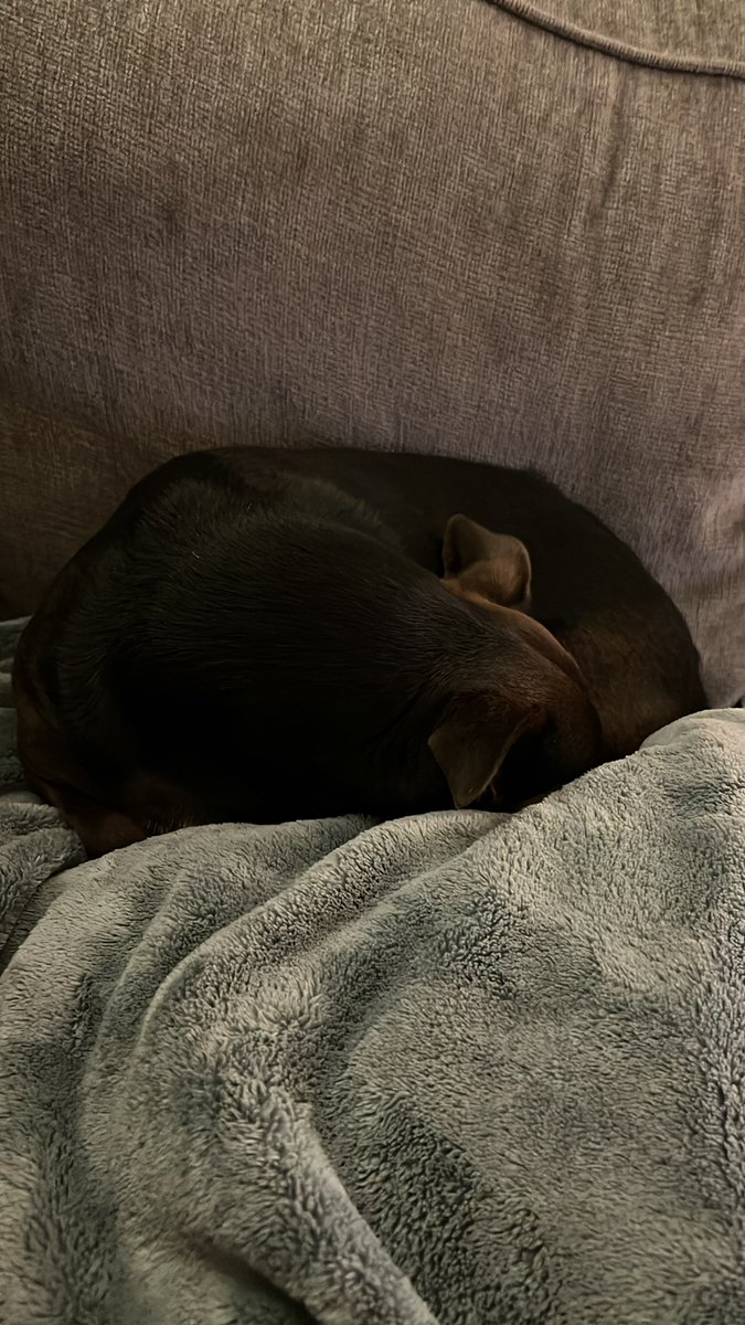 BlakeRemasters's tweet image. My dog just sleeping right through the LA earthquake…