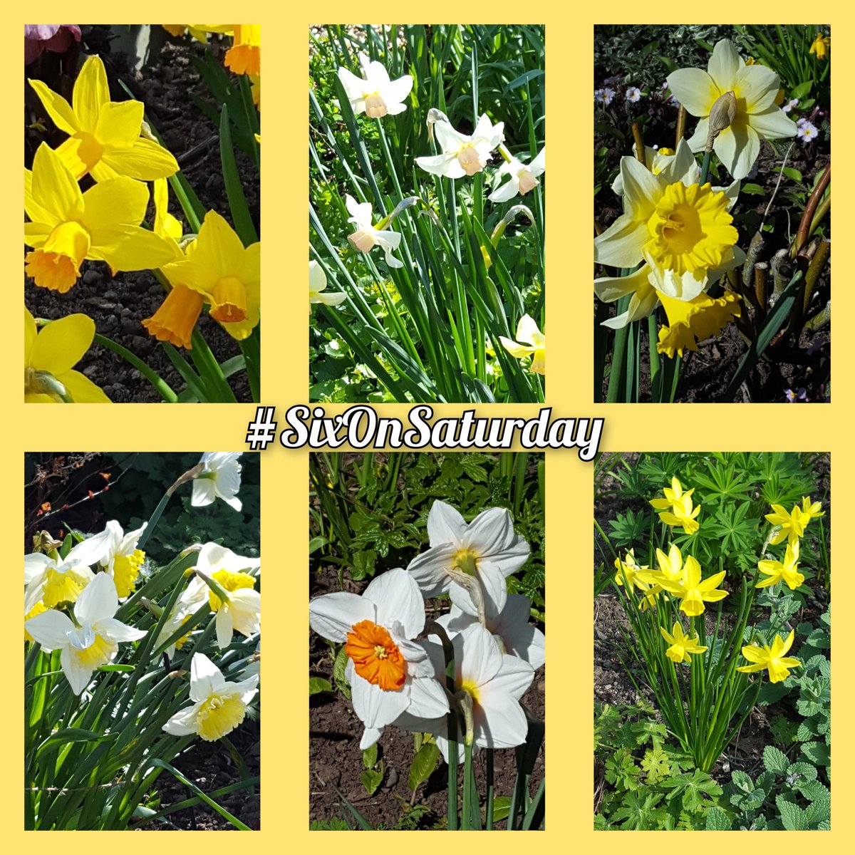 groodendorst's tweet photo. A light sprinkling of snow here in North Yorkshire for #SixOnSaturday.
We need a #TasteofSpring and a big bowl of porridge! https://t.co/AOJFEq4h7c