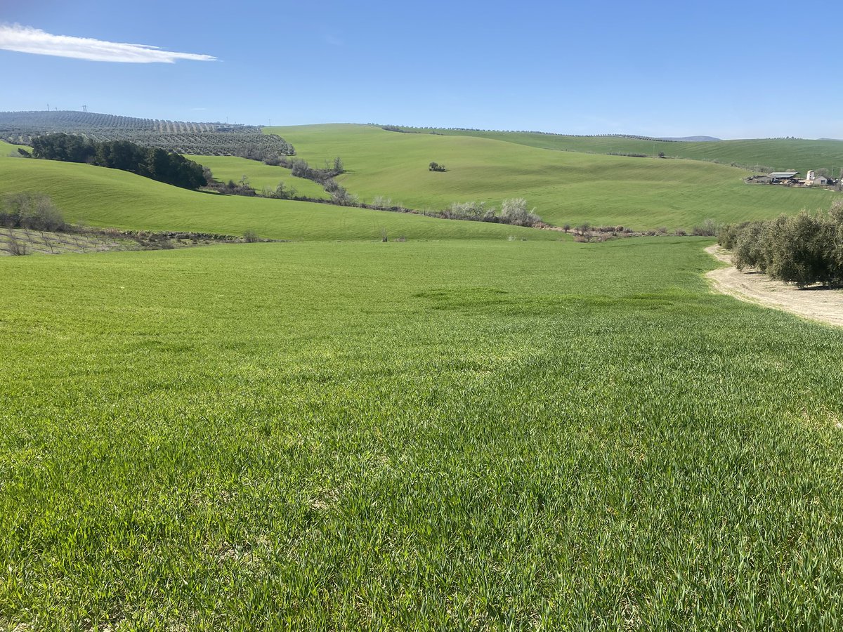 #AgropopularLilas Buenos dias desde Cordoba, con día soleado y fresco. Acabada la aceituna empezamos herbicidas del trigo. La respuesta es San Antón