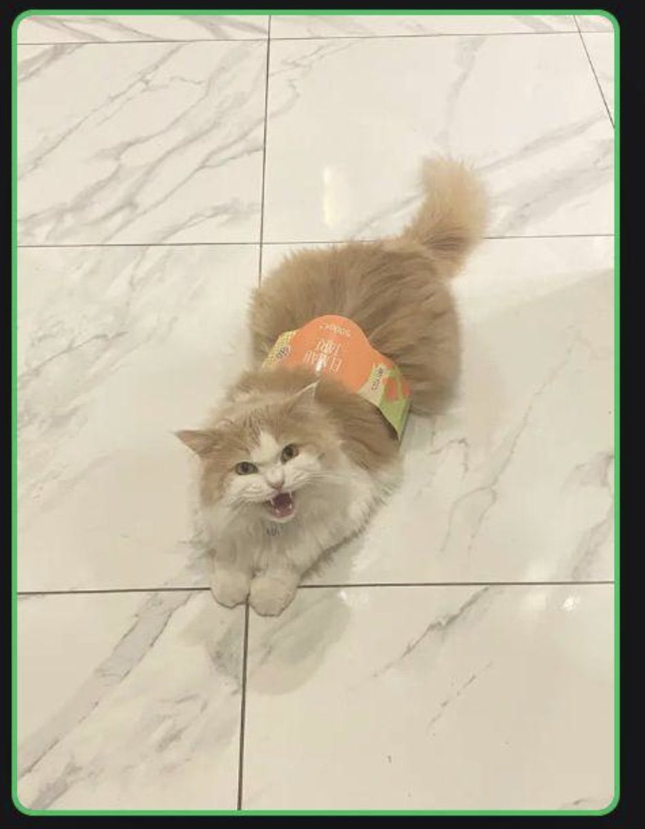 I'm tweeting this because Supreme Leader Kemo demands it! 🐱💻
He's the hero @blockchainytu needed, defeating Beluga.
Show allegiance NOW or his demands stay FOREVER:
ytublockchain.com