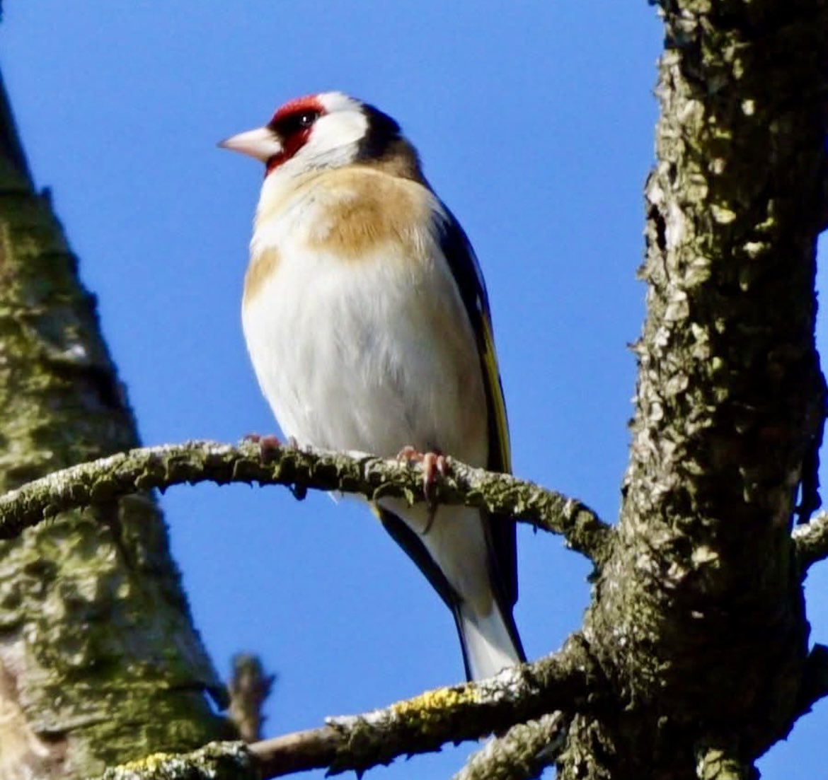 WHUFC_Helmond's tweet image. Dag 15 in #februarivogelmaand:

#Putter ook wel #Distelvink genaamd!