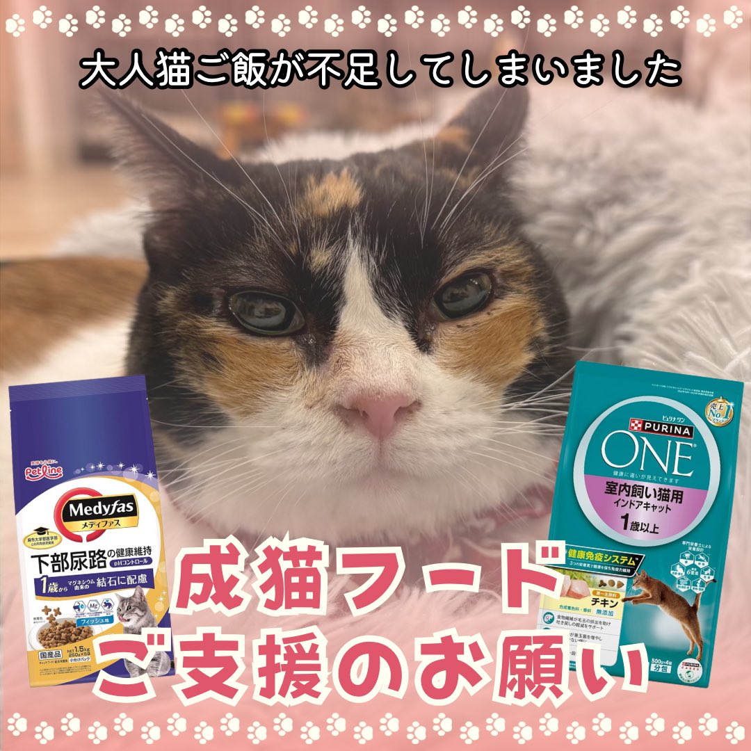 沢山の保護猫が暮らすねこかつですが
ただ今、成猫のドライフードが不足しております😭
.
いつもお願いばかりで申し訳ありません
下記よりご支援頂けますと幸いです🙇‍♀️

-•-•-

#Amazon ほしい物リスト
amazon.co.jp/gp/registry/wi…

-•-•-

皆様から戴いたご支援は
Xでお礼をさせて頂いてます