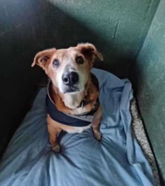 up_person's tweet photo. 🙏🏡🦮 Ayuda a Romea, una perrita que fue abandonada en un estado de salud muy delicado. Busca una familia para toda la vida 🙏🏡🦮.. Está en el CAAD de #Terrassa. Contacto ☎️ 937275059 https://t.co/lBIHnLh3CW