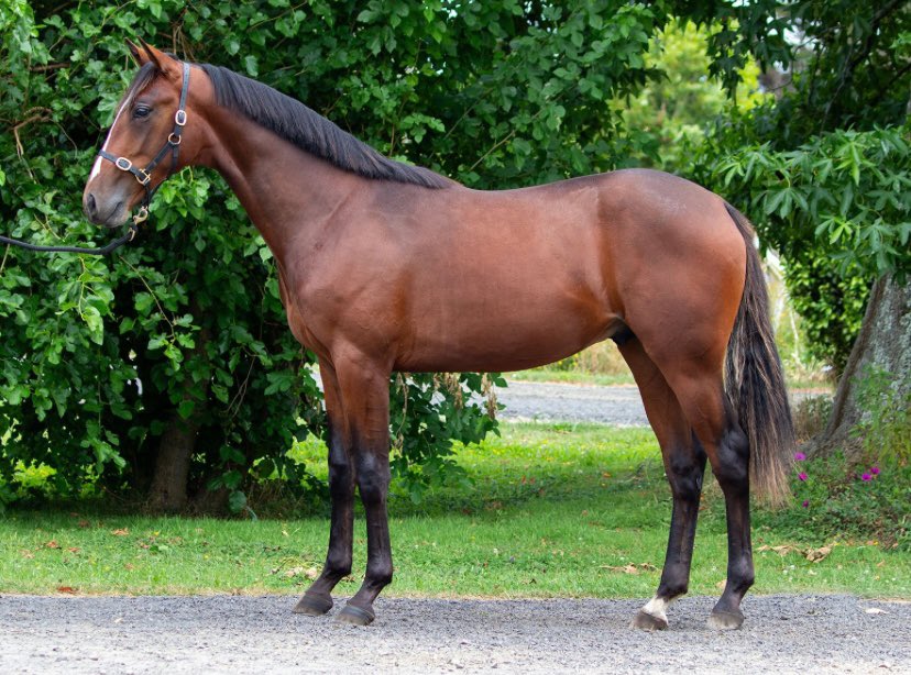 Summit Bloodstock tweet media