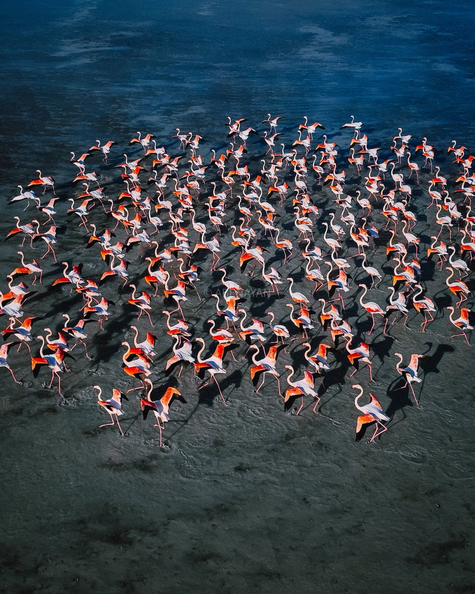 ABenayan's tweet photo. Dancing flamingos 🦩 
📍شاطئ الصليبخات https://t.co/xkKhhhRaEN