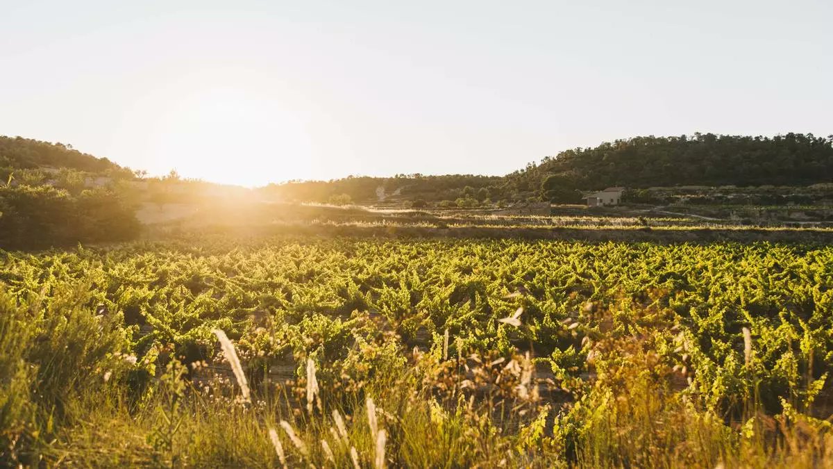 És veritat que la vinya vella fa millor vi que la jove? Pots sortir de dubtes en aquest article que he escrit per al <a href="/diariARA/">diariARA</a> amb 📷 de la vinya de Rams de <a href="/lafouceller/">LaFou</a> 🍇🍷👉 mengem.ara.cat/vins-caves/ver… #vicatalà #viticultura
