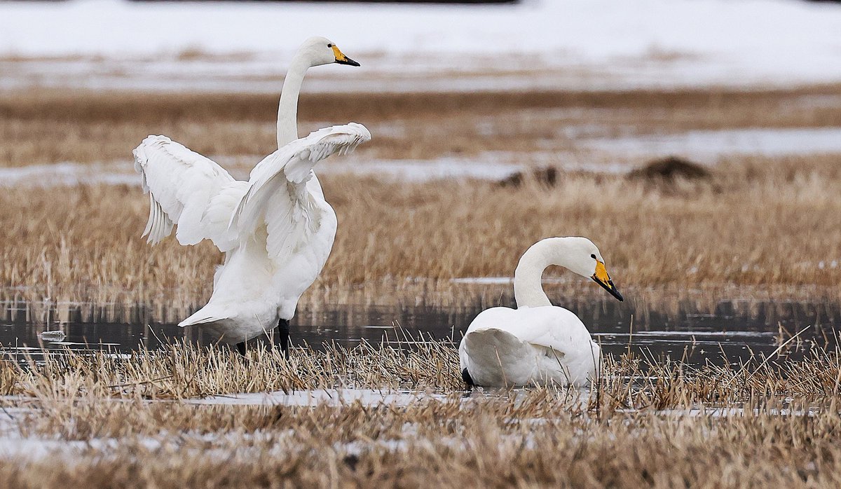 Klaar om weg te vliegen, de wijde wereld in. Zo vrij als een vogel, is toch heerlijk