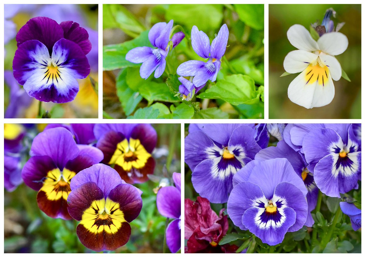 VenetiaJane's Garden tweet media