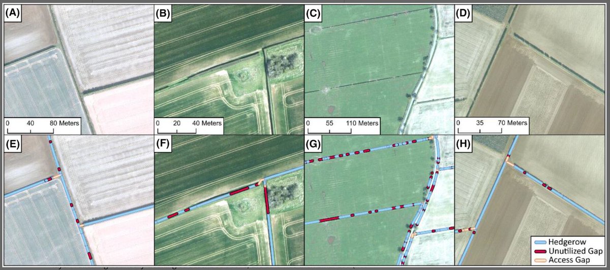 Prof. Dan Parsons @LboroUniversity ππ§π°πβ½οΈπβ³π (@bedform) on Twitter photo Superb to see this paper out where we use machine learning to identify hedgerows and hedgerow gaps across #eastyorkshire - will support targeted re-planting for carbon sequestration - led by <a href="/josh_NFM/">Josh Wolstenholme</a> π β¦lpublications.onlinelibrary.wiley.com/doi/10.1002/rsβ¦ Superb to see this paper out where we use machine learning to identify hedgerows and hedgerow gaps across #eastyorkshire - will support targeted re-planting for carbon sequestration - led by <a href="/josh_NFM/">Josh Wolstenholme</a> π β¦lpublications.onlinelibrary.wiley.com/doi/10.1002/rsβ¦