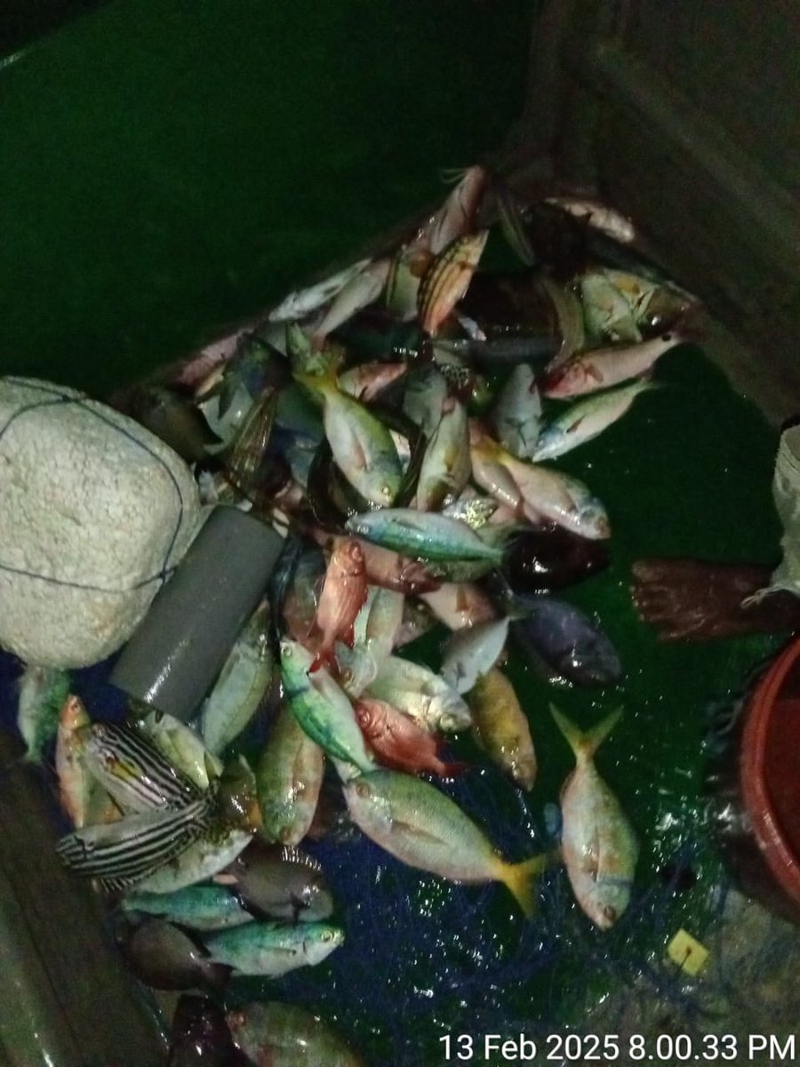 NovaEmola's tweet photo. Kamis 13/02/2025 Nova Emola, Luhkan Malra di KUB Elnare Ohoi Wab, Melaporkan hasil tangkapan ikan dengan alat tangkap jaring sebanyak 150kg, harga jual Rp 30.000/kg
#GiatLuhkanSatminkalAmbon
#tangkap
#puslatluhkp
@BP3_Ambon
#Luhlapor https://t.co/AEY9FFIosP