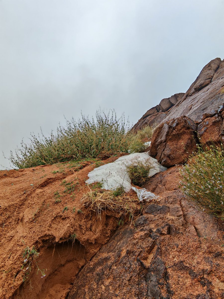 آثار رحمة الله
مطرنا بفضل من الله و رحمته
آثار بردية البارحة صباح اليوم
#أمطار #برد #بردية_السليمي

#السليمي
#جبال_السليمي
#حميرا_السعيرة
#نباتات_برية
#العونة
Pergularia tomentosa