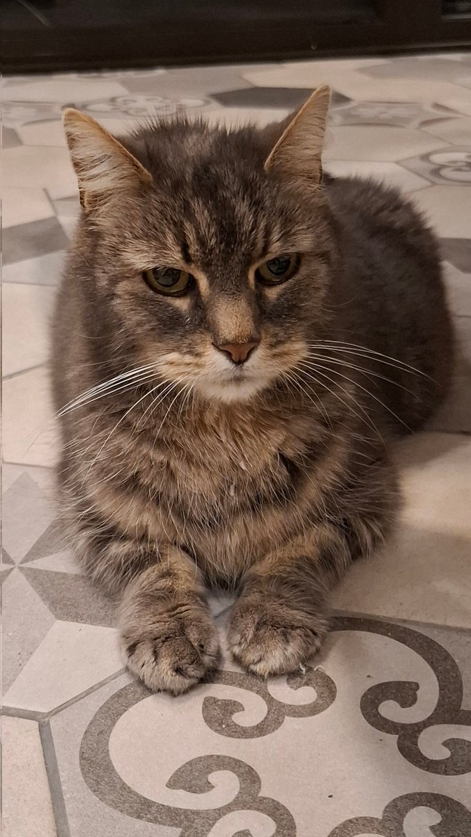 Hier, c’était le dernier jour de la vie d’Hendrix, mon chat arrivé à la maison en 2012. Il a traversé avec moi le début de ma vie d’adulte, les déménagements successifs, et la naissance de mes deux filles. Triste journée 😪
Au revoir, tu étais trop malade pour rester parmi nous.