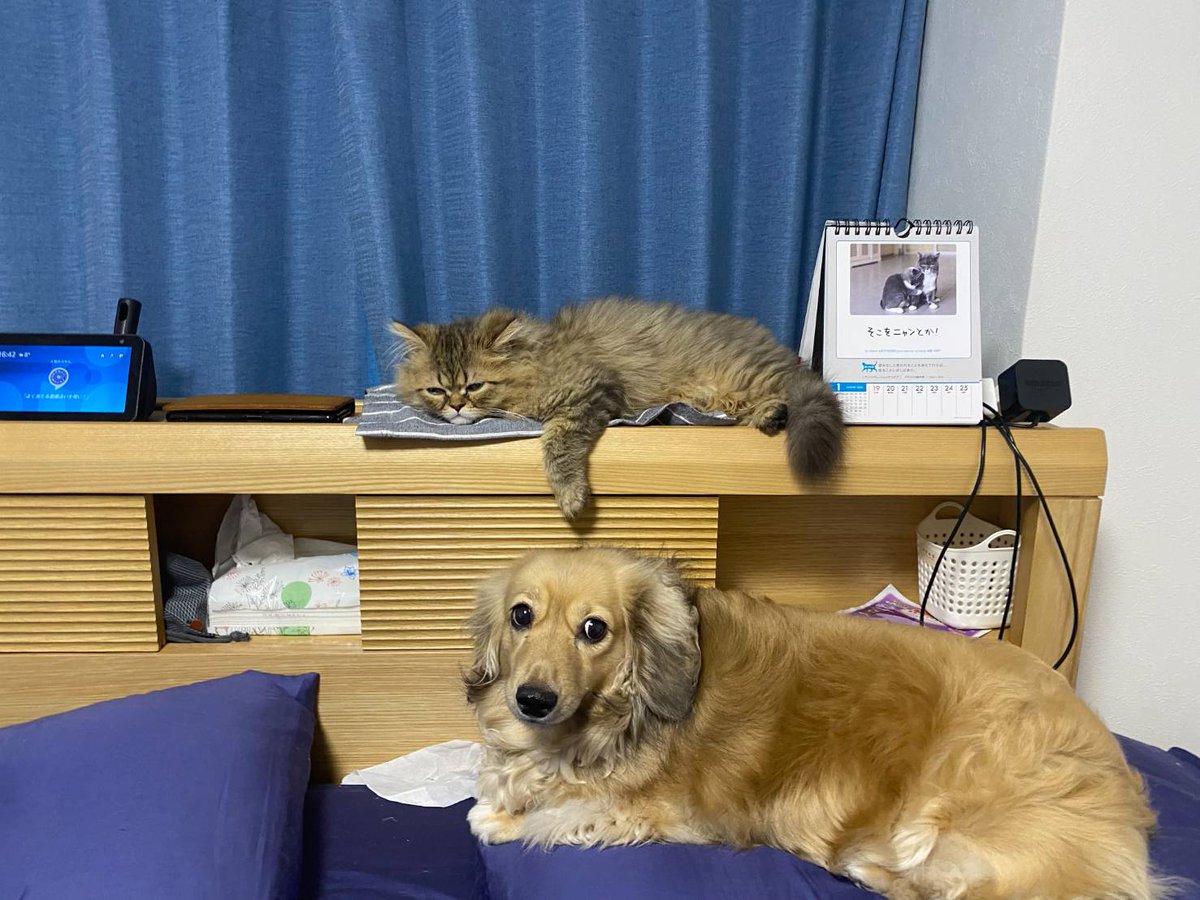 berukosan's tweet photo. @SnowGaku 犬は無償の愛���注いでくれますよね
今日 プレイステーション4を押し入れから出してきて 久しぶりに遊ぼうかなと思って つないだんですが 犬と猫が大運動会をしてて ゲーム機ごと ひっくり返されました笑

愛って耐えるものなんですねｗ https://t.co/bJJAzwhenK