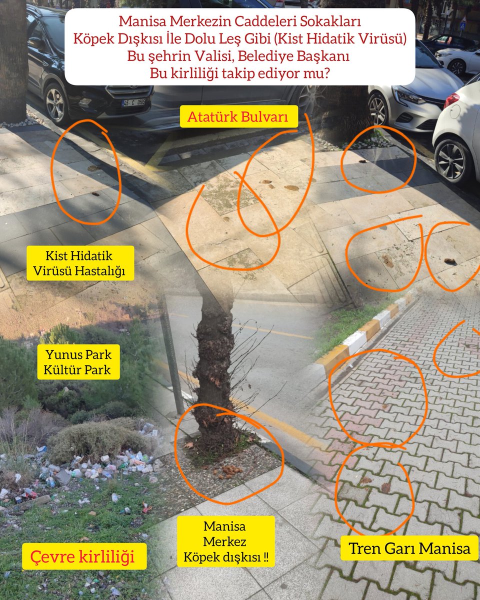 enes_celebi_44's tweet photo. 26-27.01.2025 tarihinde Manisa il merkezine yaptığım ziyarette:
Çok Sayıda Başıboş Köpek olduğunu, 
Sokakların Çoğunda Köpek Dışkısı  Olduğunu, 
Şehrin Kirli ve Pis olduğunu gözlemledim. 
Bu şehrin Valisi, Milletvekili, Belediye başkanı bu durumdan haberdar mı? @NiluferSabuncu https://t.co/byh1xIlJS0