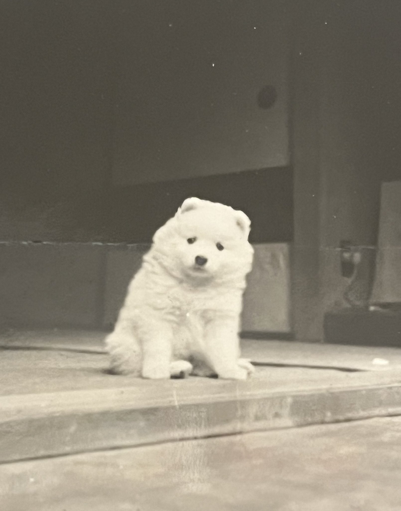 円山応挙　犬　置き物 楽天市場】【色紙】 円山応挙「藤花狗子図」複製画 色紙 特殊