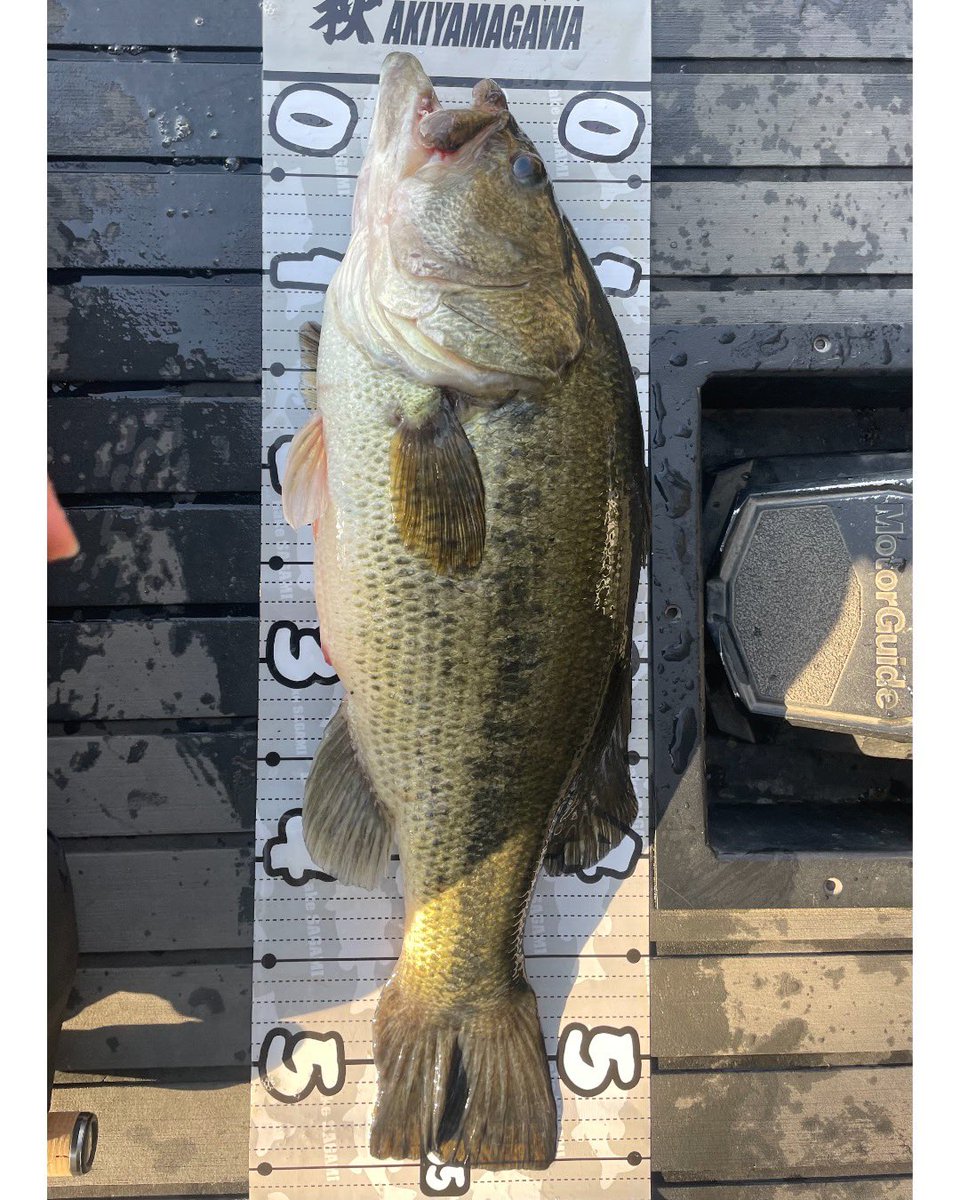 久しぶりの津久井湖。
相模湖で封印中の技使いました。